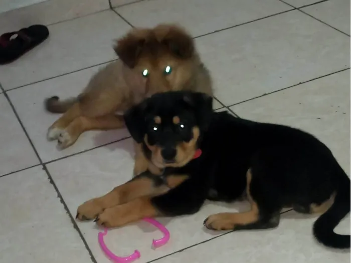 Cachorro ra a Chow Chow com Poodle idade Abaixo de 2 meses nome Pretinho Aquiles do amarelinho pitoco