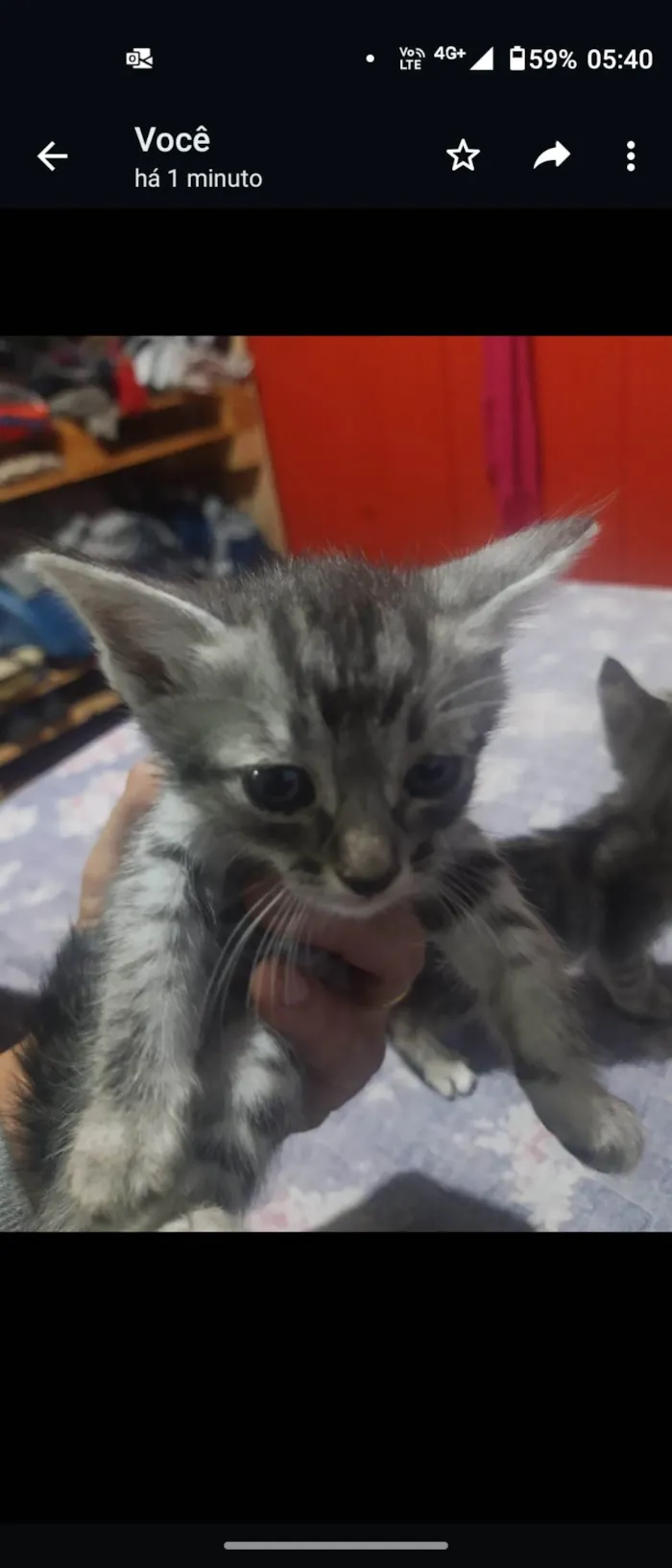 Gato ra a SRD-ViraLata idade 2 a 6 meses nome Nene