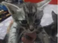 Nene