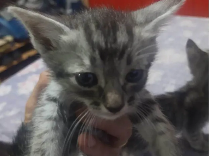 Gato ra a SRD-ViraLata idade 2 a 6 meses nome Nene