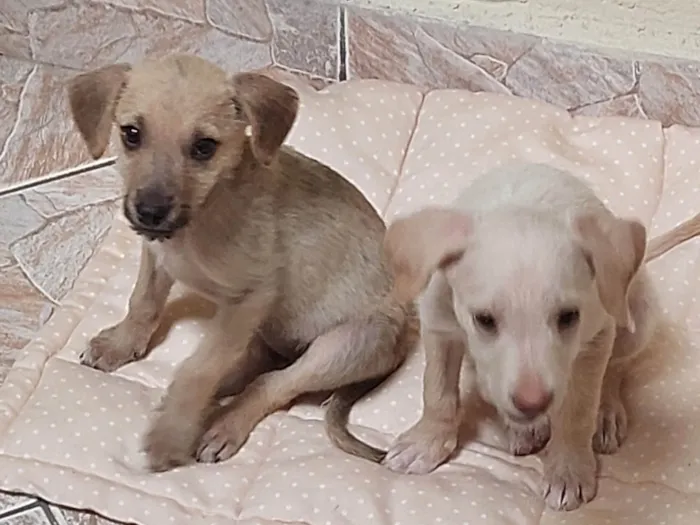 Cachorro ra a SRD-ViraLata idade 2 a 6 meses nome Nininha/ belinha/ marquinho