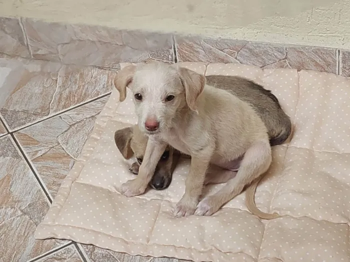 Cachorro ra a SRD-ViraLata idade 2 a 6 meses nome Nininha/ belinha/ marquinho