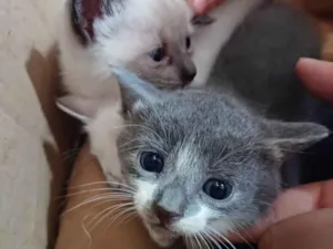 Gato raça SRD idade Abaixo de 2 meses nome Gatinhos 