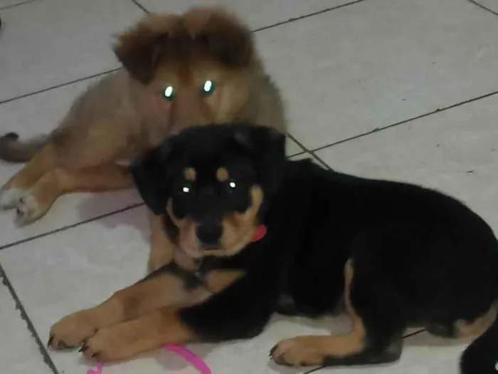 Cachorro ra a Chow Chow com Poodle idade Abaixo de 2 meses nome Pretinho Aquiles do amarelinho pitoco