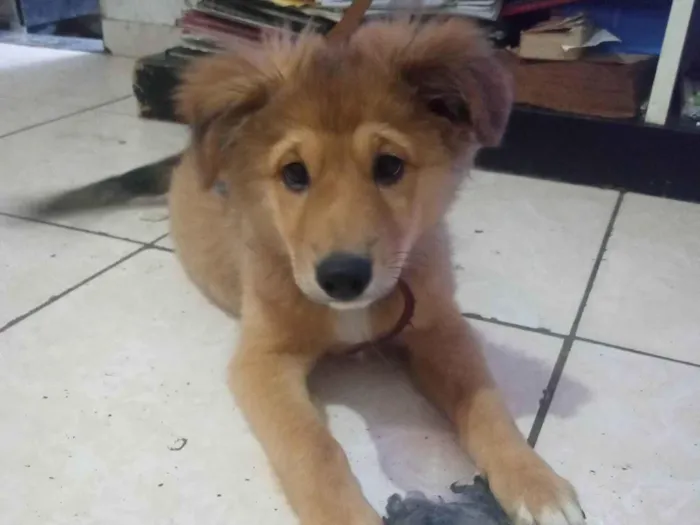 Cachorro ra a Chow Chow com Poodle idade Abaixo de 2 meses nome Pitoco 