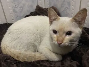 Gato raça  idade 7 a 11 meses nome Mel 