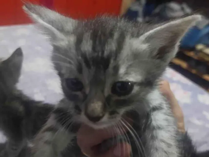 Gato ra a SRD-ViraLata idade 2 a 6 meses nome Nene