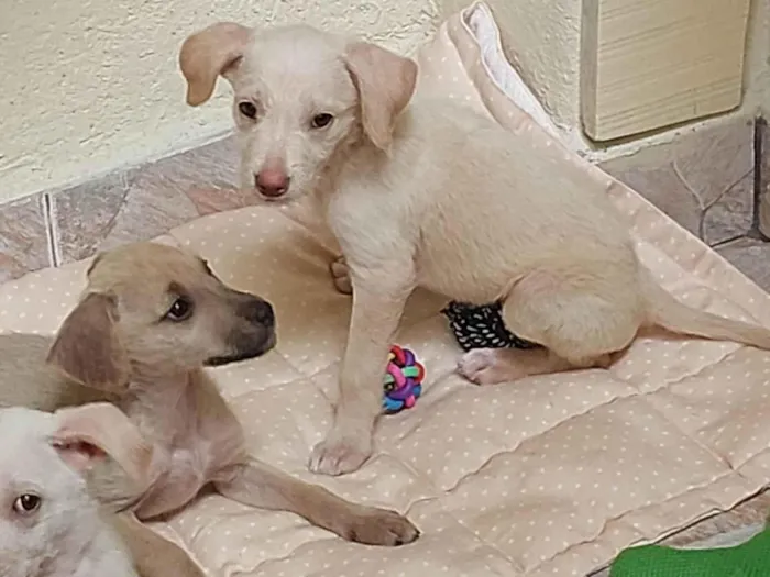 Cachorro ra a SRD-ViraLata idade 2 a 6 meses nome Nininha/ belinha/ marquinho