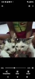 Gatos