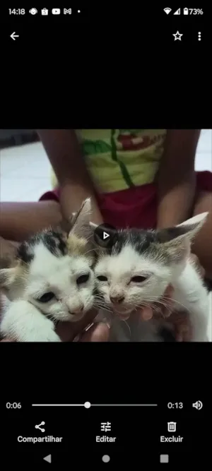 Gato raça  idade 2 a 6 meses nome Gatos