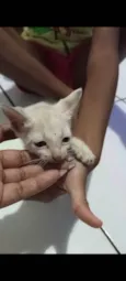 Gatos