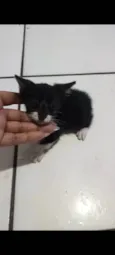 Gatos