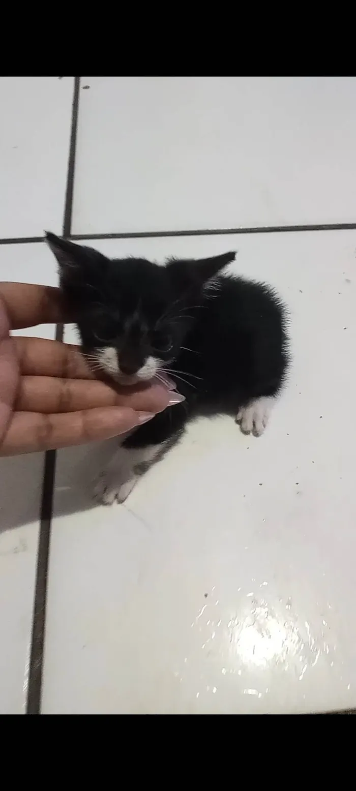 Gato raça  idade 2 a 6 meses nome Gatos