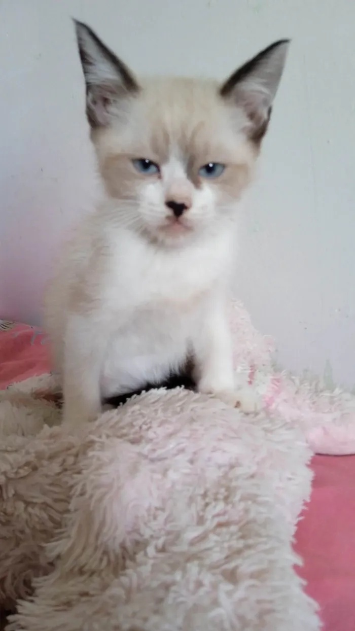 Gato ra a SRD idade 2 a 6 meses nome Sem nome