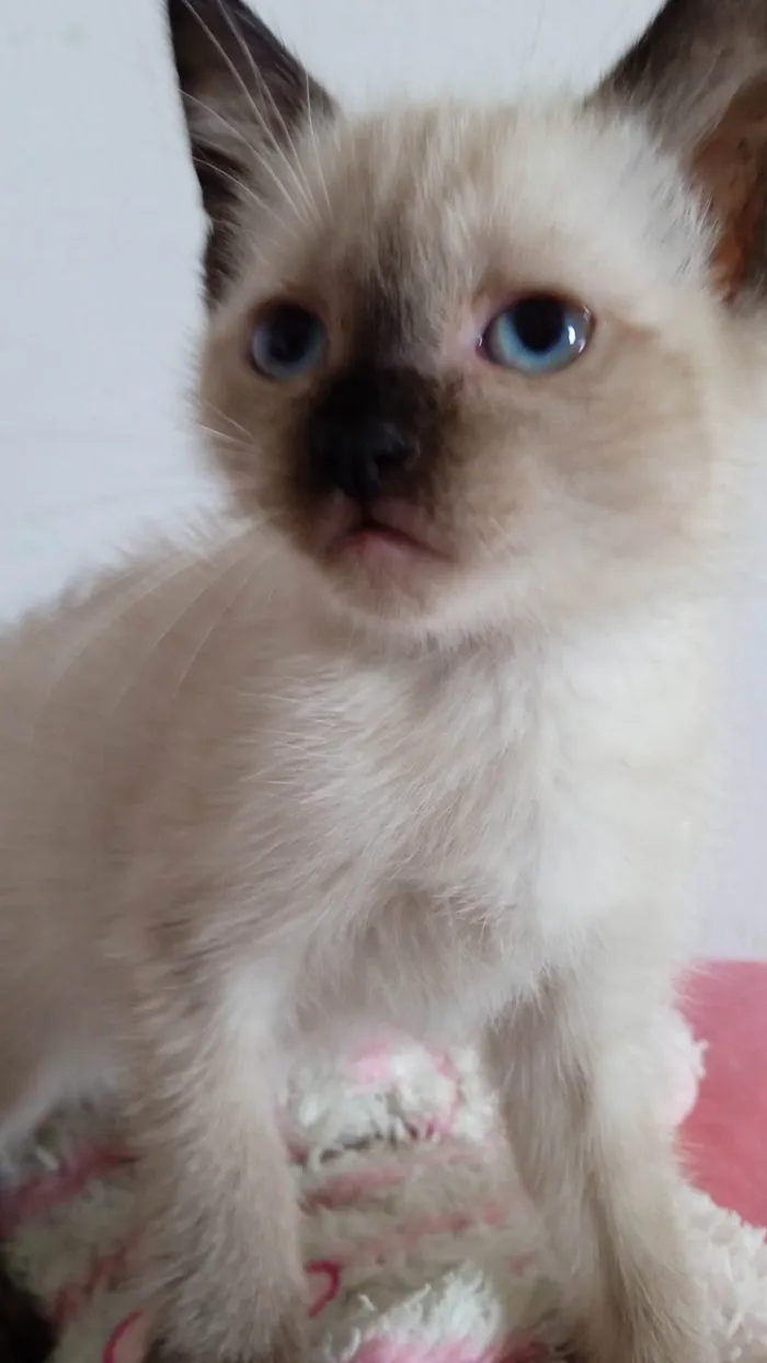 Gato ra a SRD idade 2 a 6 meses nome Sem nome