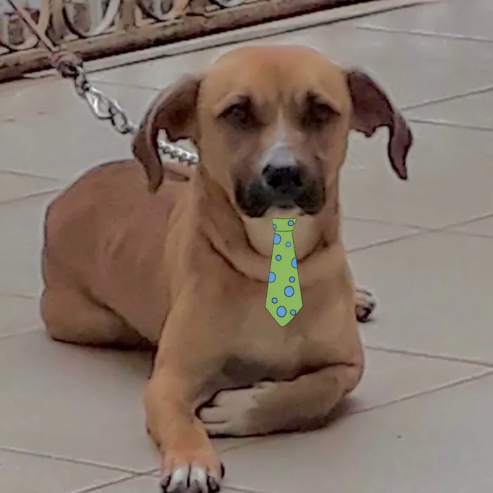 Cachorro ra a Mestico  idade 4 anos nome Sheik 