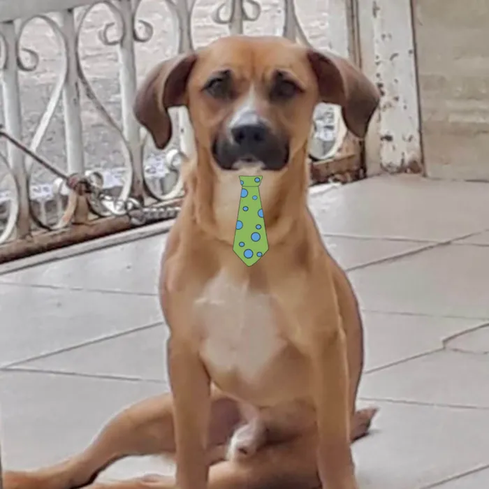Cachorro ra a Mestico  idade 4 anos nome Sheik 
