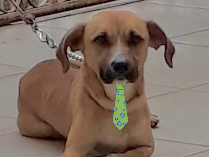 Cachorro ra a Mestico  idade 4 anos nome Sheik 