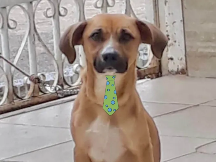 Cachorro ra a Mestico  idade 4 anos nome Sheik 