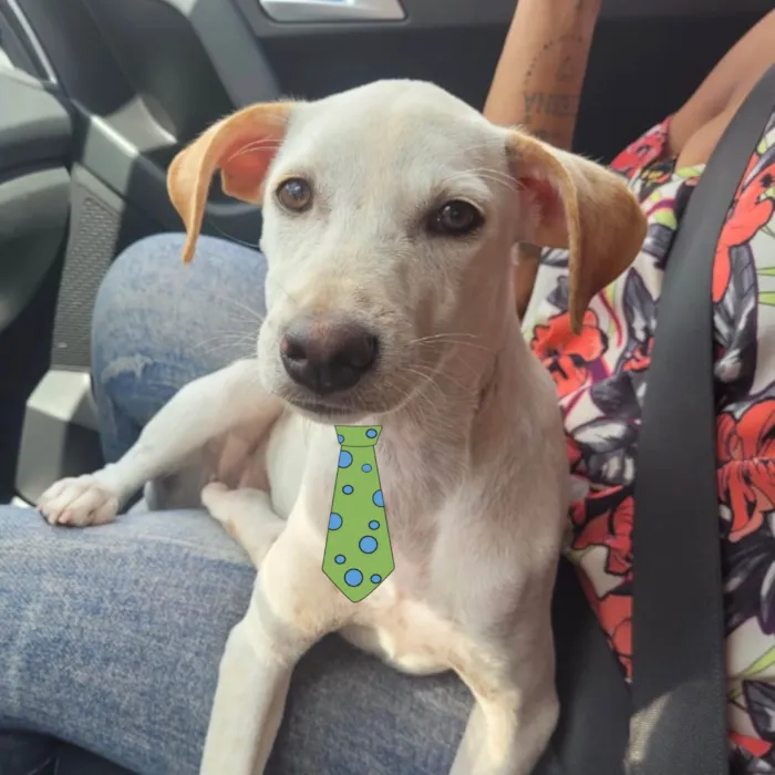 Cachorro ra a Mestico  idade 7 a 11 meses nome Luke 