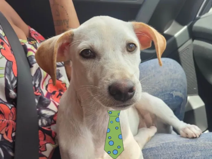Cachorro ra a Mestico  idade 7 a 11 meses nome Luke 