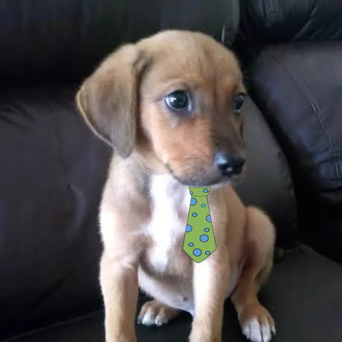 Cachorro ra a Mestico  idade 2 a 6 meses nome Duque 