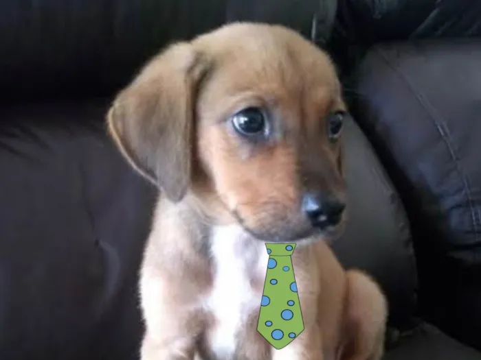 Cachorro ra a Mestico  idade 2 a 6 meses nome Duque 