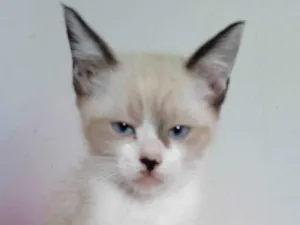 Gato raça SRD idade 2 a 6 meses nome Sem nome