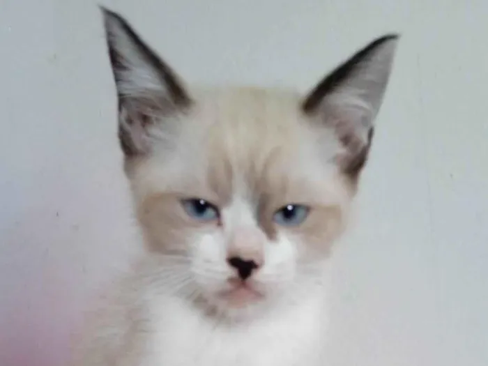 Gato ra a SRD idade 2 a 6 meses nome Sem nome