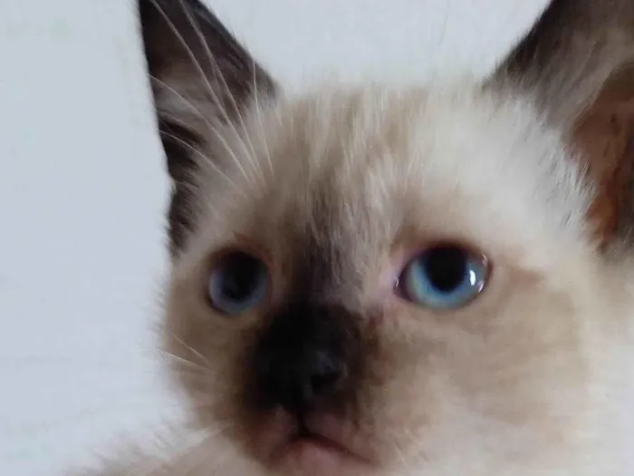 Gato ra a SRD idade 2 a 6 meses nome Sem nome