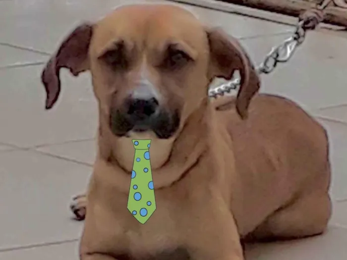 Cachorro ra a Mestico  idade 4 anos nome Sheik 