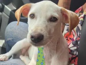 Cachorro raça Mestico  idade 7 a 11 meses nome Luke 