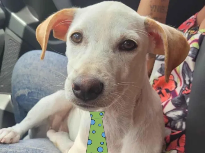 Cachorro ra a Mestico  idade 7 a 11 meses nome Luke 