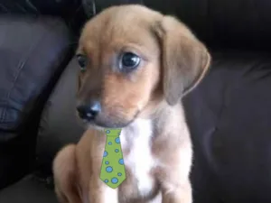 Cachorro raça Mestico  idade 2 a 6 meses nome Duque 