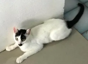 Gato raça SRD-ViraLata idade 2 a 6 meses nome LUIZA