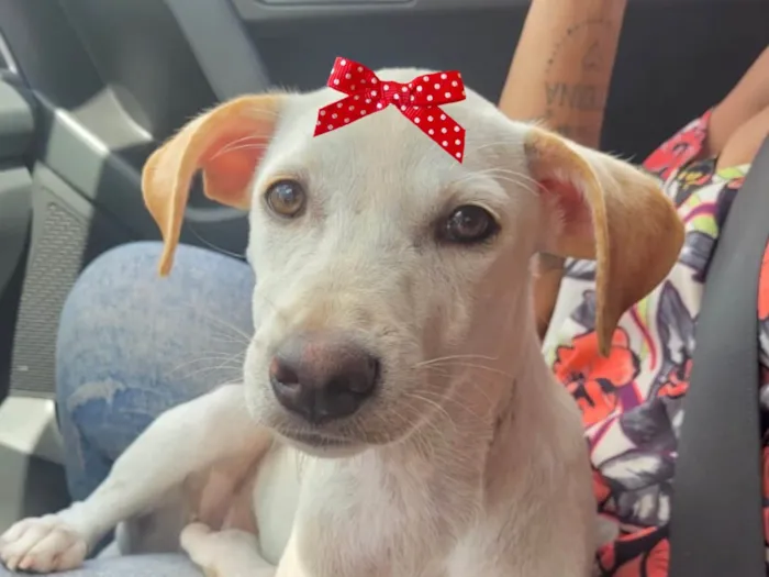 Cachorro ra a Mestica  idade 7 a 11 meses nome Lua 