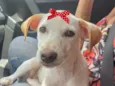 Lua
