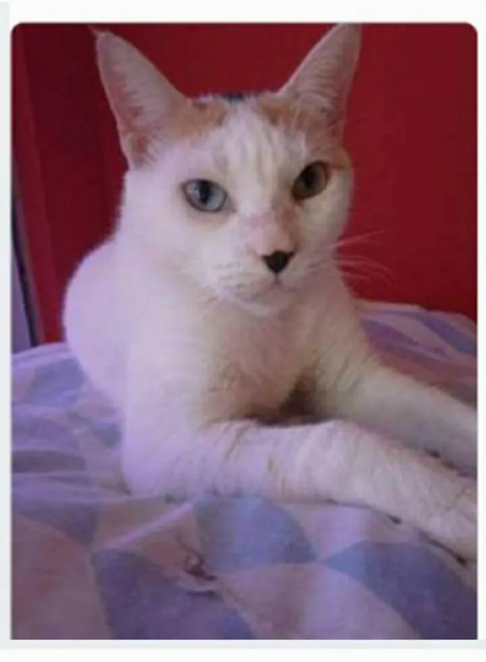 Gato ra a srd tricolor  idade 1 ano nome EMMMA