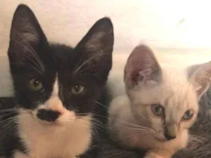 Gato raça  idade  nome Sem nome 