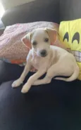 Tici