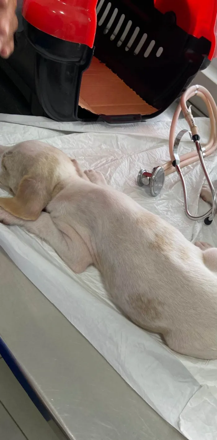 Cachorro ra a SRD-ViraLata idade Abaixo de 2 meses nome Tici