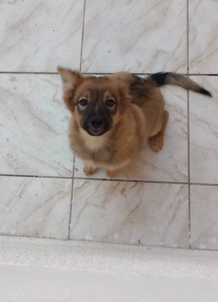 Cachorro ra a Pastor da Mantiqueira com RND idade 2 a 6 meses nome Cook