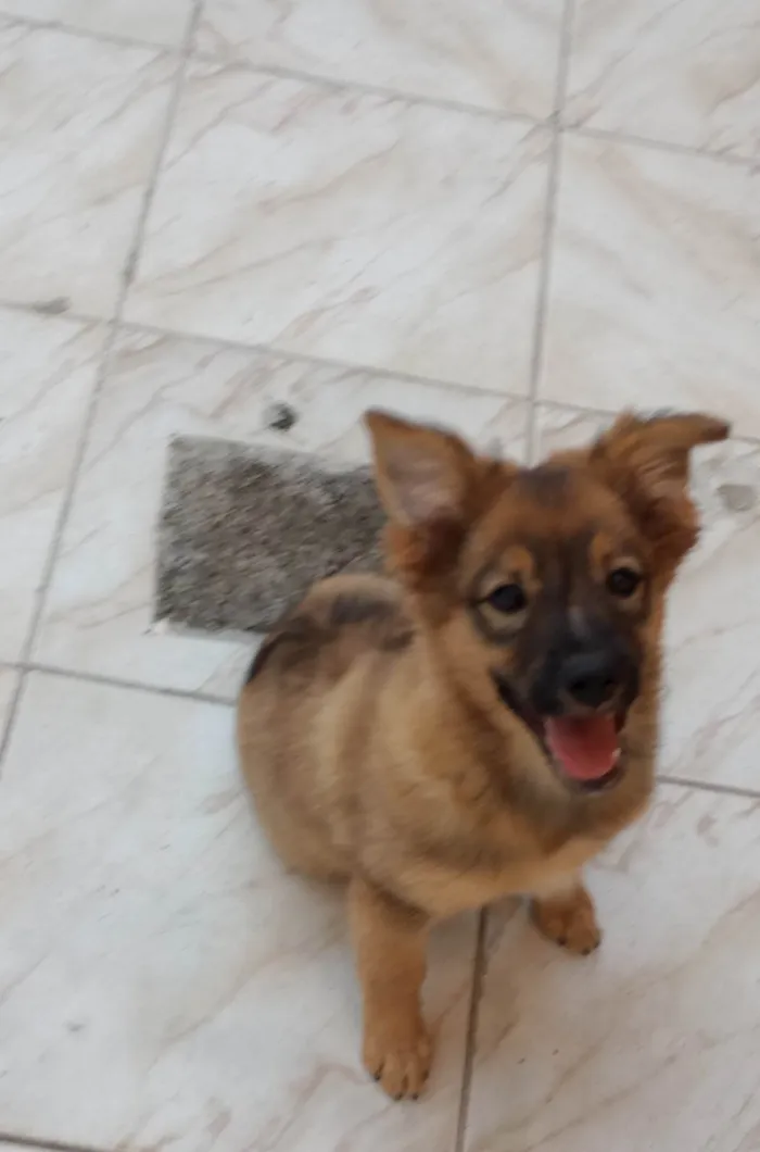 Cachorro ra a Pastor da Mantiqueira com RND idade 2 a 6 meses nome Cook