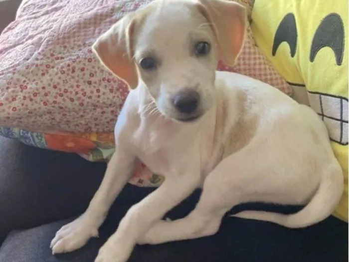 Cachorro ra a SRD-ViraLata idade Abaixo de 2 meses nome Tici