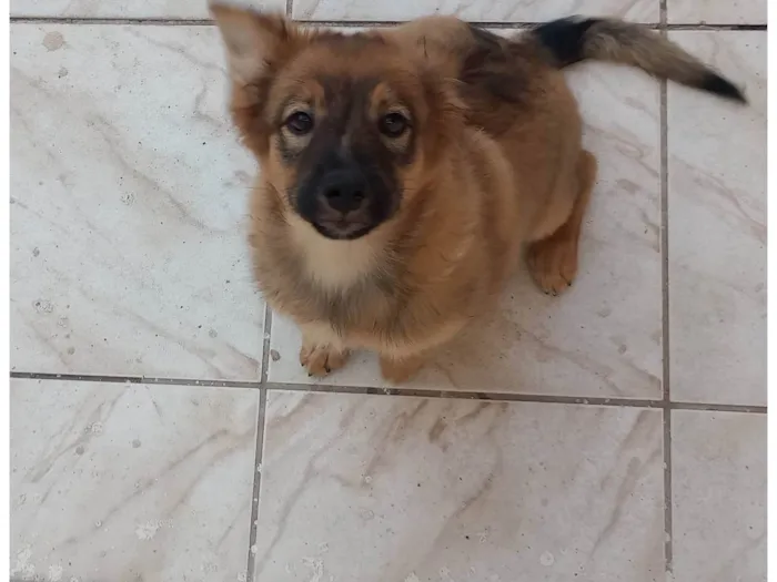 Cachorro ra a Pastor da Mantiqueira com RND idade 2 a 6 meses nome Cook