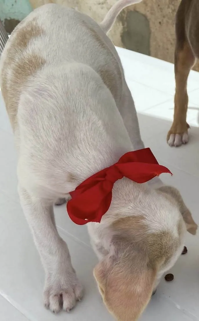 Cachorro ra a SRD-ViraLata idade Abaixo de 2 meses nome Tici