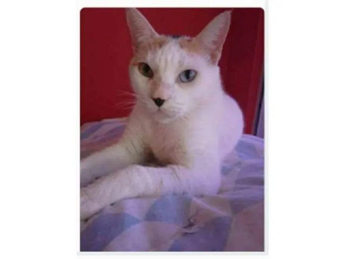 Gato ra a srd tricolor  idade 1 ano nome EMMMA