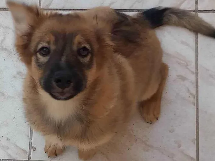 Cachorro ra a Pastor da Mantiqueira com RND idade 2 a 6 meses nome Cook