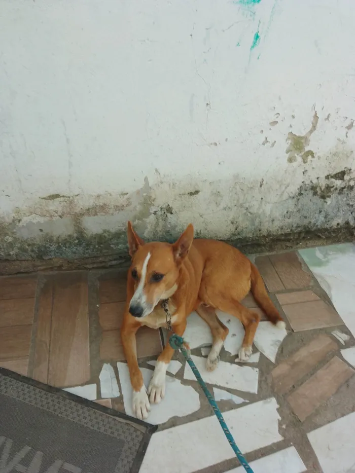 Cachorro ra a  idade 1 ano nome Leão 