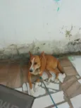 Leão